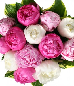 peony-mau-don